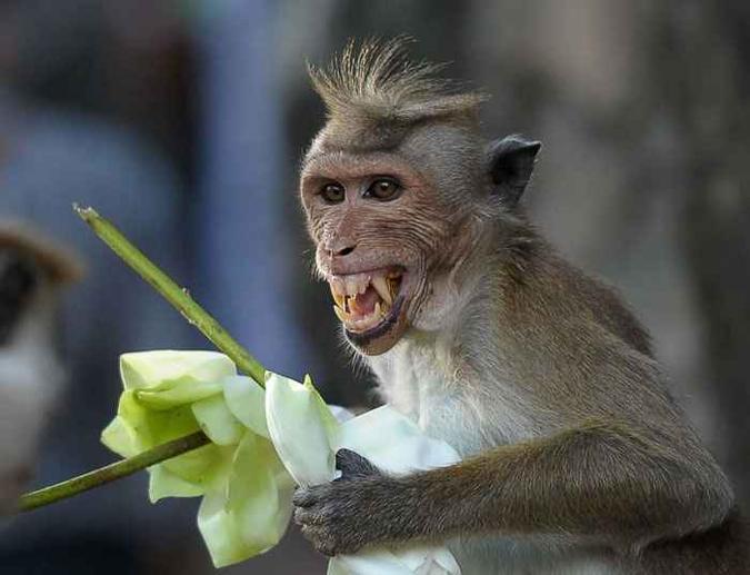 (foto: AFP / ISHARA S.KODIKARA ) (foto: AFP / ISHARA S.KODIKARA )