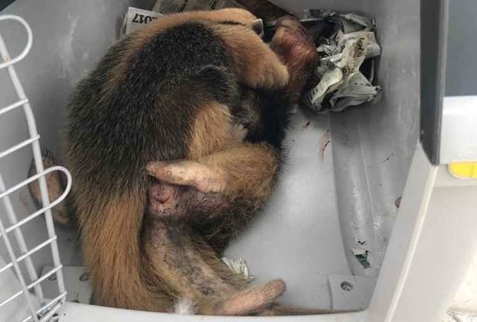 O filhote de tamanduá permaneceu abraçado o tempo todo à mãe morta(foto: BPMA) O filhote de tamanduá permaneceu abraçado o tempo todo à mãe morta(foto: BPMA)