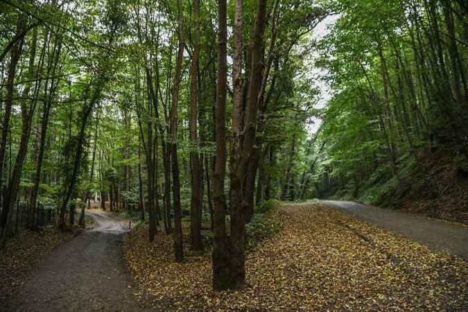 Investigadores estão analisando a possibilidade de que os restos do jornalista saudita Jamal Khashoggi tenham sido levados a uma floresta nos arredores de Istambul(foto: OZAN KOSE / AFP) Investigadores estão analisando a possibilidade de que os restos do jornalista saudita Jamal Khashoggi tenham sido levados a uma floresta nos arredores de Istambul(foto: OZAN KOSE / AFP)