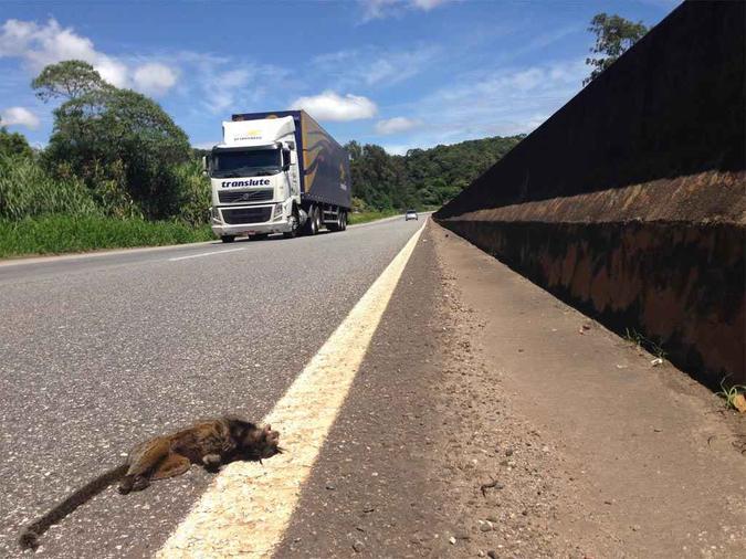 Os animais de pequeno porte são as principais vítimas e os casos não costumam ser registrados: monitoramento quer reunir 17 mil parceiros (foto: Fotos: Sistema Urubu/Divulgaçao ) Os animais de pequeno porte são as principais vítimas e os casos não costumam ser registrados: monitoramento quer reunir 17 mil parceiros (foto: Fotos: Sistema Urubu/Divulgaçao )