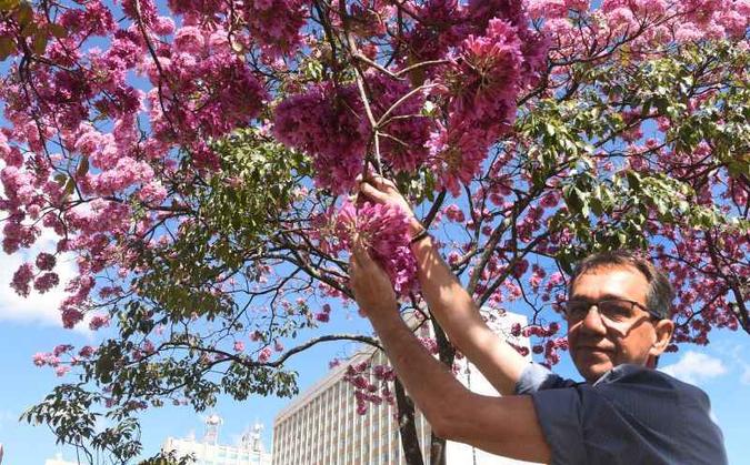 Rogério Coelho cultiva ipês na cidade: ''Amo a natureza''(foto: Ed Alves/CB/D.A Press) Rogério Coelho cultiva ipês na cidade: ''Amo a natureza''(foto: Ed Alves/CB/D.A Press)