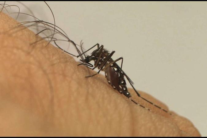 No ano passado, o período somou 205.791 notificações(foto: Divulgação/Fiocruz) No ano passado, o período somou 205.791 notificações(foto: Divulgação/Fiocruz)