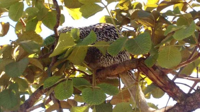 O porco-espinho estava preso em cima de uma árvore em Samambaia(foto: Divulgação/ Polícia Militar ) O porco-espinho estava preso em cima de uma árvore em Samambaia(foto: Divulgação/ Polícia Militar )