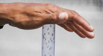 Aedes aegypti, famigerado mosquito transmissor de dengue, zika e chikungunya(foto: AFP/Apu Gomes) Aedes aegypti, famigerado mosquito transmissor de dengue, zika e chikungunya(foto: AFP/Apu Gomes)