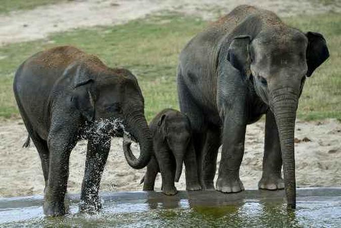 Elefante jovem da Ásia se banha com adultos em seu recinto no Zoológico Pairi Daiza em Brugelette, leste da Bélgica.(foto: Philippe Huguen/AFP) Elefante jovem da Ásia se banha com adultos em seu recinto no Zoológico Pairi Daiza em Brugelette, leste da Bélgica.(foto: Philippe Huguen/AFP)