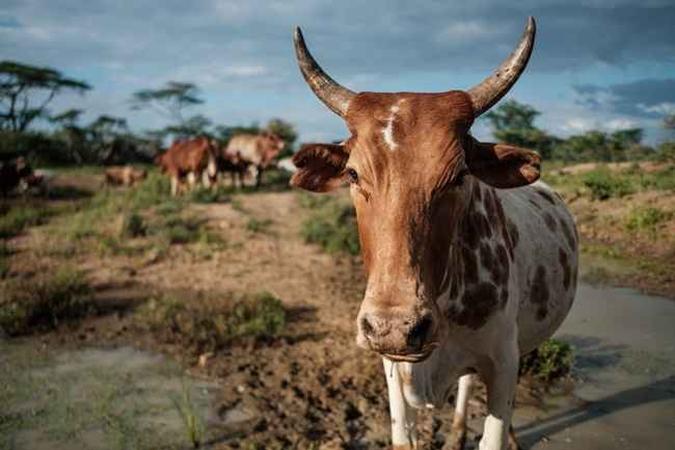 Ministro palestino da Agricultura retomou as importações de carne, incluindo bovina.(foto: SUMY SADURNI / AFP) Ministro palestino da Agricultura retomou as importações de carne, incluindo bovina.(foto: SUMY SADURNI / AFP)