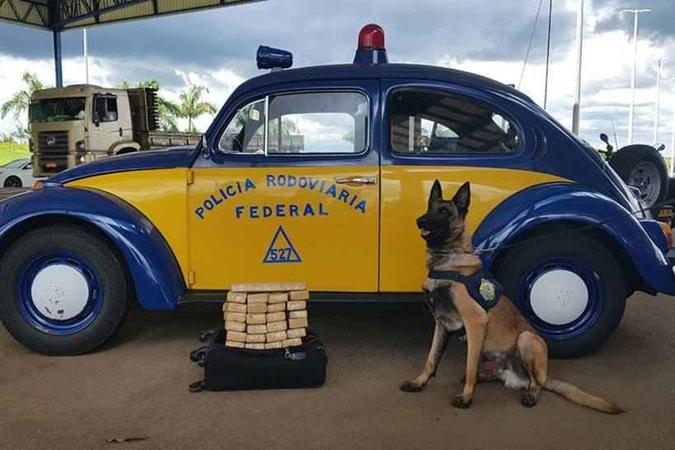 Cães farejadores encontraram 20 quilos de maconha na bagagem de um adolescente de 17 anos (foto: PRF/Divulgação) Cães farejadores encontraram 20 quilos de maconha na bagagem de um adolescente de 17 anos (foto: PRF/Divulgação)