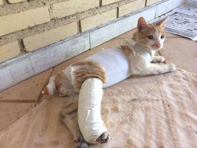 Vanessa encontrou a gatinha com perna quebrada e rabo queimado. Apenas a fome e a sede foram maiores que as dores para que ela conseguisse se aproximar da protetora(foto: Arquivo Pessoal) Vanessa encontrou a gatinha com perna quebrada e rabo queimado. Apenas a fome e a sede foram maiores que as dores para que ela conseguisse se aproximar da protetora(foto: Arquivo Pessoal)