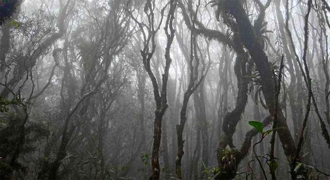 Altomontana, floresta de Santa Catarina: a redução de 10% das espécies promove uma queda de até 3% da produtividade de um bioma(foto: Projeto IFFSC/Divulgação) Altomontana, floresta de Santa Catarina: a redução de 10% das espécies promove uma queda de até 3% da produtividade de um bioma(foto: Projeto IFFSC/Divulgação)