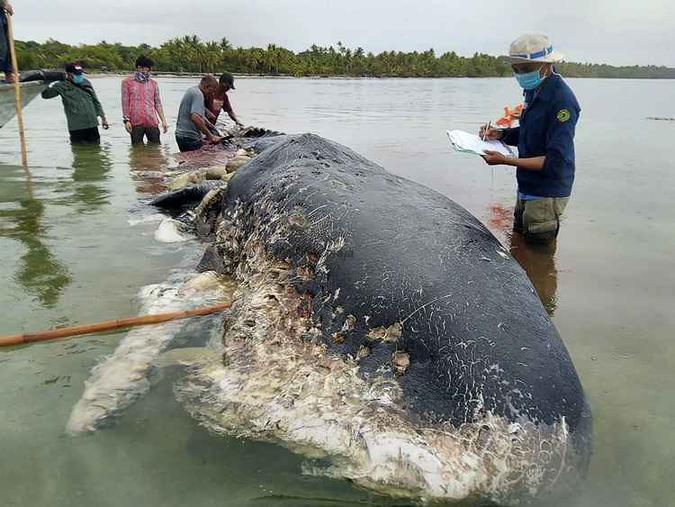(foto: Handout / Akademi Komunitas Kelautan dan Perikanan Wakatobi / AFP) (foto: Handout / Akademi Komunitas Kelautan dan Perikanan Wakatobi / AFP)