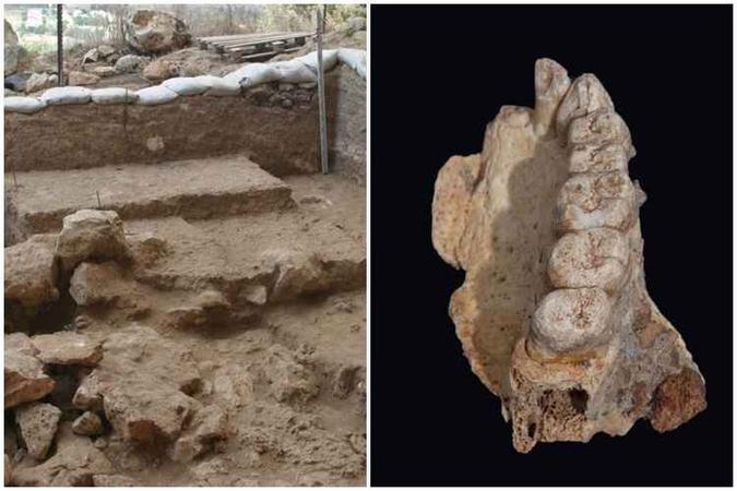 Mandíbula com oito dentes e cerca de 200 mil anos foi encontrada na Caverna Misliya, em Israel, e provavelmente pertenceu a um indivíduo do sexo masculino(foto: Mina Weinstein-Evron, Haifa University/Divulgação e Israel Hershkovitz, Tel Aviv University/Divulgação) Mandíbula com oito dentes e cerca de 200 mil anos foi encontrada na Caverna Misliya, em Israel, e provavelmente pertenceu a um indivíduo do sexo masculino(foto: Mina Weinstein-Evron, Haifa University/Divulgação e Israel Hershkovitz, Tel Aviv University/Divulgação)