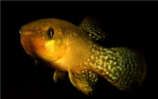 Os killifishes vivem em estuários poluídos pela atividade industrial nos EUA há mais de 60 anos: plasticidade adaptativa(foto: Andrew Whitehead/UC Davis/Divulgacao) Os killifishes vivem em estuários poluídos pela atividade industrial nos EUA há mais de 60 anos: plasticidade adaptativa(foto: Andrew Whitehead/UC Davis/Divulgacao)