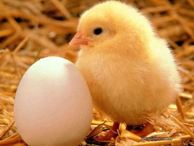 Internet/ Reprodução(foto: A produção de ovos requer a eclosão de milhões de pintos a cada ano) Internet/ Reprodução(foto: A produção de ovos requer a eclosão de milhões de pintos a cada ano)
