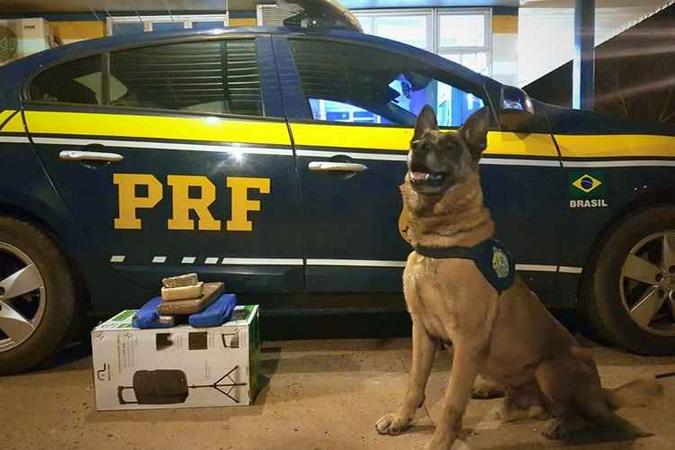 Cão mais experiente da PRF no Distrito Federal encontrou a droga(foto: Polícia Rodoviária Federal/Divulgação) Cão mais experiente da PRF no Distrito Federal encontrou a droga(foto: Polícia Rodoviária Federal/Divulgação)