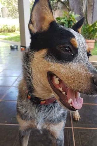 Cachorrinha também ganhou um novo nome: agora é chamada de Hanya(foto: Ana Paula de Vasconcelos/Divulgação) Cachorrinha também ganhou um novo nome: agora é chamada de Hanya(foto: Ana Paula de Vasconcelos/Divulgação)