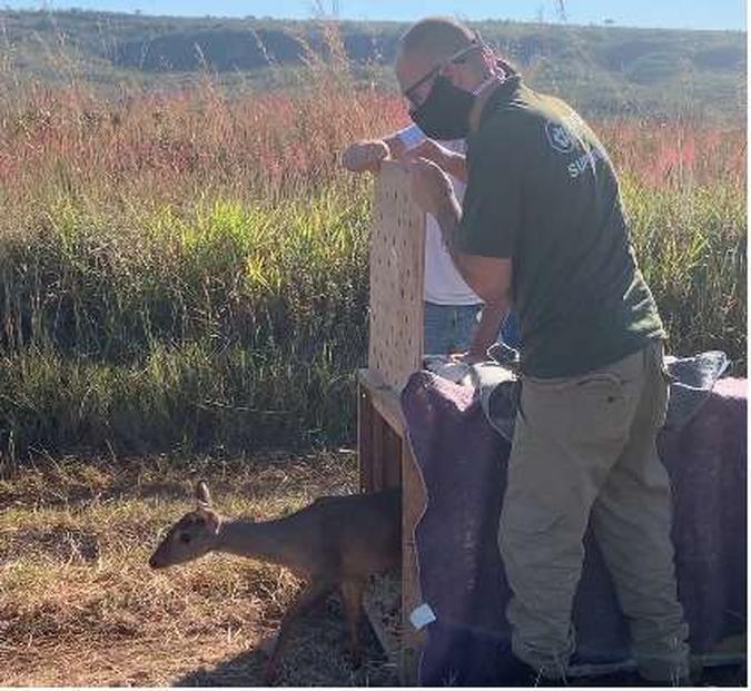 Veado é solto em área próxima ao Lago Paranoá (foto: Divulgação ) Veado é solto em área próxima ao Lago Paranoá (foto: Divulgação )