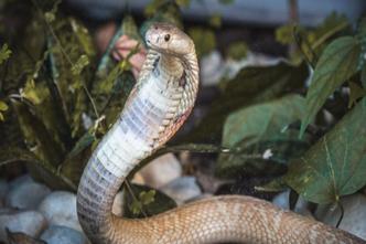 Cobra mordeu estudante na última terça-feira (7/7)(foto: Ivan Mattos/Zoológico de Brasilia - 11/7/2020) Cobra mordeu estudante na última terça-feira (7/7)(foto: Ivan Mattos/Zoológico de Brasilia - 11/7/2020)