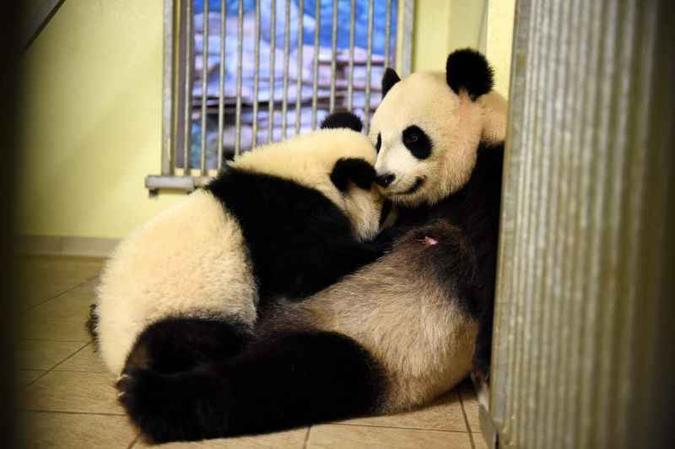 (foto: AFP / GUILLAUME SOUVANT ) (foto: AFP / GUILLAUME SOUVANT )