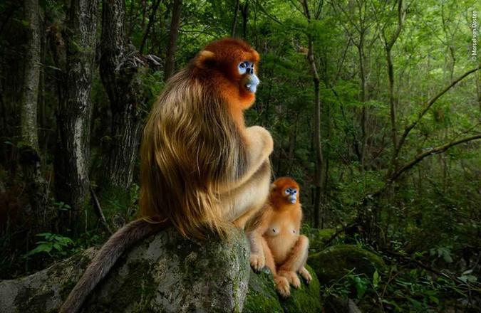 Grandes vencedores do prêmio Fotógrafo da vida selvagem do ano de 2018Marsel van Oosten, Holanda Grandes vencedores do prêmio Fotógrafo da vida selvagem do ano de 2018Marsel van Oosten, Holanda