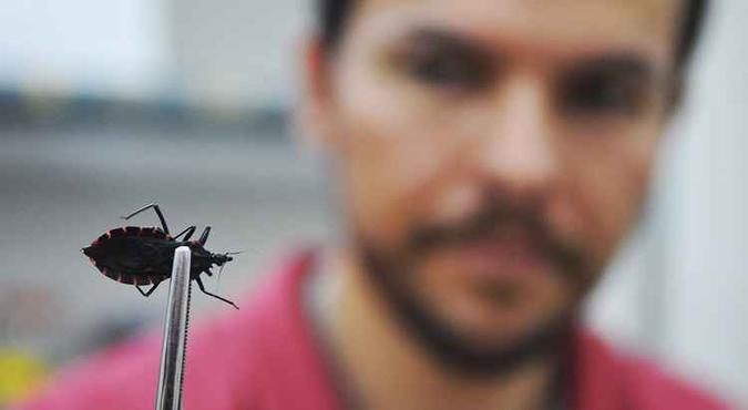 O barbeiro, transmissor da doença de Chagas, se prolifera principalmente nos primeiros quatro meses do ano(foto: Gabriel Jabur/Agência Brasília) O barbeiro, transmissor da doença de Chagas, se prolifera principalmente nos primeiros quatro meses do ano(foto: Gabriel Jabur/Agência Brasília)