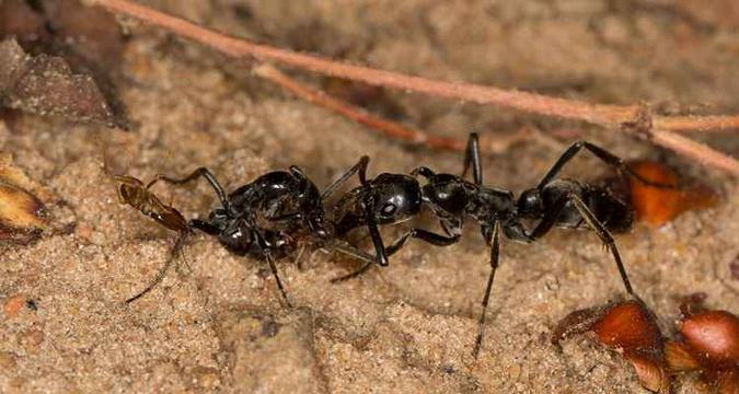Formigas africanas feridas em guerra contra cupins, soltam feromônios solicitando ajuda de companheiras para receberem cuidados(foto: Agência France-Presse/ Royal Society / Erik Frank / Julius-Maximilians Universitat Wurzburg) Formigas africanas feridas em guerra contra cupins, soltam feromônios solicitando ajuda de companheiras para receberem cuidados(foto: Agência France-Presse/ Royal Society / Erik Frank / Julius-Maximilians Universitat Wurzburg)