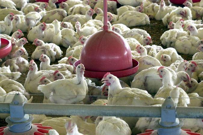 (foto: Arquivo/Agência Brasil) (foto: Arquivo/Agência Brasil)