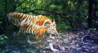 Os tigres da Indochina são geralmente menores do que os de Bengala e da Sibéria(foto: HO / DNP-FREELAND / PANTHERA / AFP) Os tigres da Indochina são geralmente menores do que os de Bengala e da Sibéria(foto: HO / DNP-FREELAND / PANTHERA / AFP)