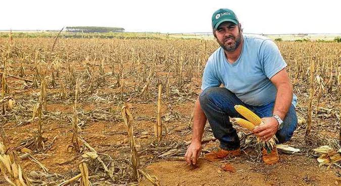 Na propriedade de Rodrigo Werlang, em Planaltina, o verde da plantação deu lugar ao tom amarelado do milho queimado pela forte estiagem: agricultor perdeu 80% da safra(foto: Antonio Cunha/CB/D.A Press) Na propriedade de Rodrigo Werlang, em Planaltina, o verde da plantação deu lugar ao tom amarelado do milho queimado pela forte estiagem: agricultor perdeu 80% da safra(foto: Antonio Cunha/CB/D.A Press)