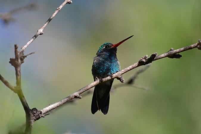 A composição das penas do beija-flor é igual à de outros pássaros, mas o arranjo de células das melanossomas faz o diferencial(foto: John Bates, Field Museum/Divulgação) A composição das penas do beija-flor é igual à de outros pássaros, mas o arranjo de células das melanossomas faz o diferencial(foto: John Bates, Field Museum/Divulgação)