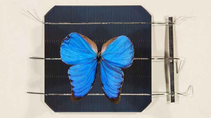 A estrutura e a cor da asa da Morpho refletem melhor a luz solar(foto: Stuart Hay/ANU ) A estrutura e a cor da asa da Morpho refletem melhor a luz solar(foto: Stuart Hay/ANU )