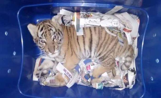 Filhote de tigre foi enviado pelo correio expresso no México(foto: Policia Federal de México/Facebook ) Filhote de tigre foi enviado pelo correio expresso no México(foto: Policia Federal de México/Facebook )