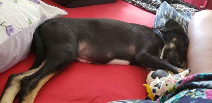 Veruska já se sente confortável no novo lar e já tira os cochilos na cama da nova dona(foto: Arquivo Pessoal) Veruska já se sente confortável no novo lar e já tira os cochilos na cama da nova dona(foto: Arquivo Pessoal)