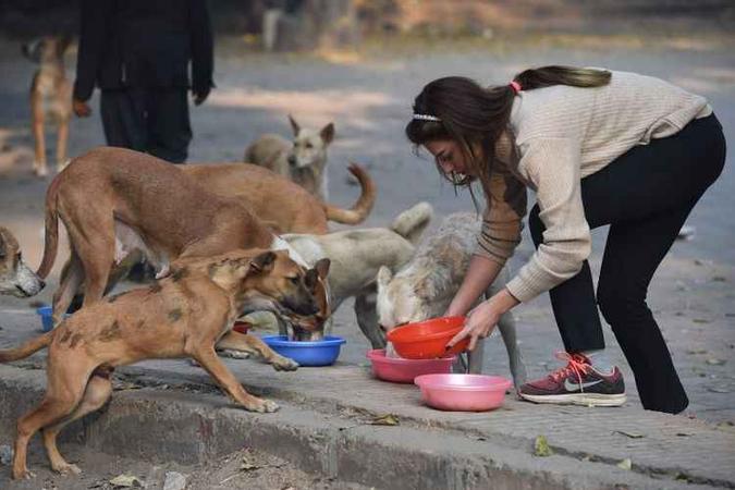 Resultado da pesquisa sugere que cachorros podem compreender sinais apenas observando as pessoas: chance de melhor convivência(foto: AFP / Prakash SINGH) Resultado da pesquisa sugere que cachorros podem compreender sinais apenas observando as pessoas: chance de melhor convivência(foto: AFP / Prakash SINGH)