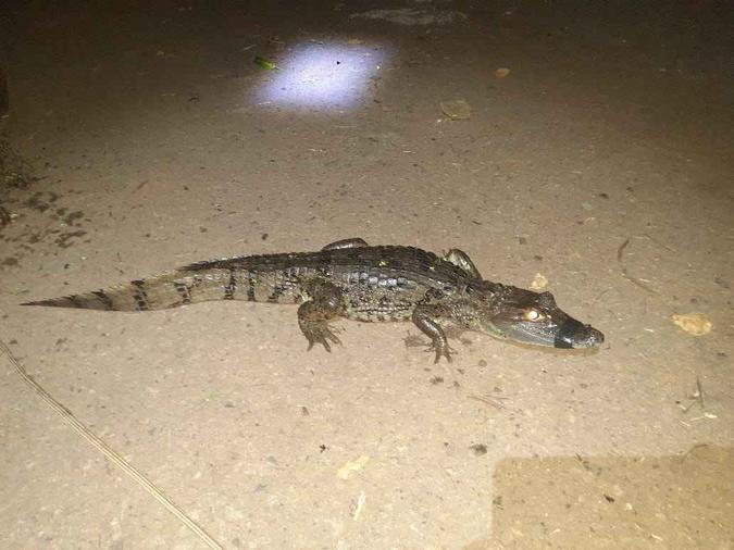 Batalhão ambiental foi acionado pelo profissionais da Caesb que encontraram o animal (foto: PMDF/Divulgação) Batalhão ambiental foi acionado pelo profissionais da Caesb que encontraram o animal (foto: PMDF/Divulgação)