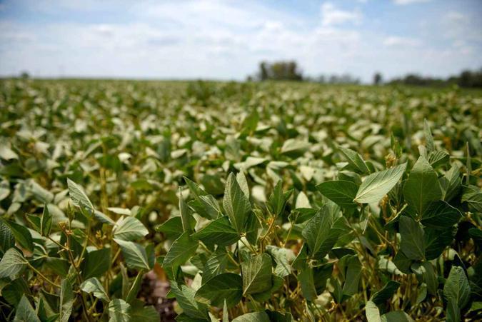 A Monsanto é acusada de ter ocultado o perigo cancerígeno de seu herbicida Roundup(foto: Pablo Aharonian / AFP) A Monsanto é acusada de ter ocultado o perigo cancerígeno de seu herbicida Roundup(foto: Pablo Aharonian / AFP)