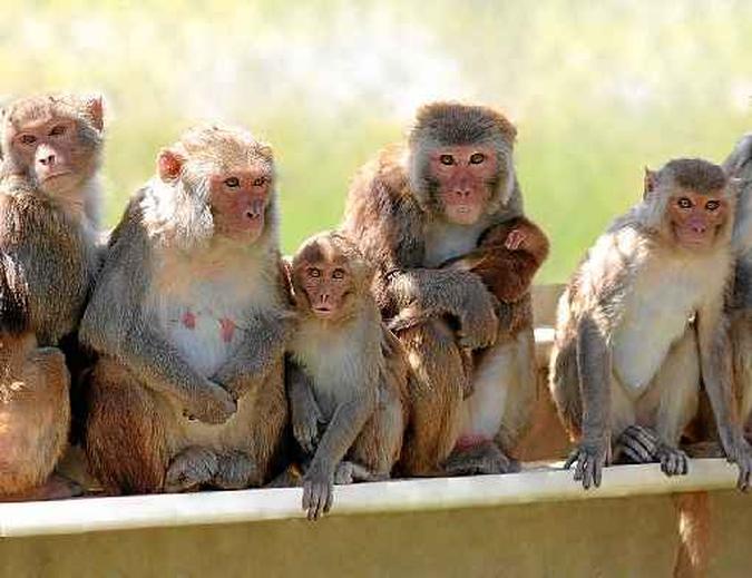 A substância de efeito prolongado e reversível funcionou em macacos: em breve, testes com humanos(foto: Kathy West/CNPRC ) A substância de efeito prolongado e reversível funcionou em macacos: em breve, testes com humanos(foto: Kathy West/CNPRC )