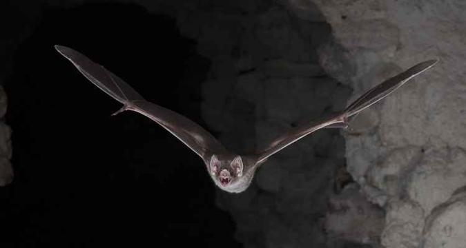 Com sua impressionante mandíbula, seus dois grandes dentes incisivos, e gosto pelo sangue o morcego construiu uma reputação assustadora(foto: Brock Fenton / Nature Publishing Group/ AFP) Com sua impressionante mandíbula, seus dois grandes dentes incisivos, e gosto pelo sangue o morcego construiu uma reputação assustadora(foto: Brock Fenton / Nature Publishing Group/ AFP)