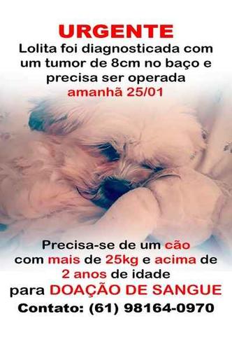 Lolita tem 12 anos e está com tumor de 8cm no baço(foto: Divulgação) Lolita tem 12 anos e está com tumor de 8cm no baço(foto: Divulgação)