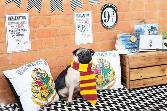 Pets também não poderiam deixar de comemorar os 20 anos de lançamento da saga Harry Potter(foto: Paulinha Leon Fotografia/Divulgação) Pets também não poderiam deixar de comemorar os 20 anos de lançamento da saga Harry Potter(foto: Paulinha Leon Fotografia/Divulgação)