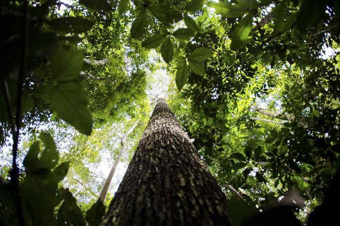 O valor bruto de produção florestal ficou R$ 1,515 bilhão acima do apurado em 2017(foto: Marcelo Camargo/Agência Brasil) O valor bruto de produção florestal ficou R$ 1,515 bilhão acima do apurado em 2017(foto: Marcelo Camargo/Agência Brasil)