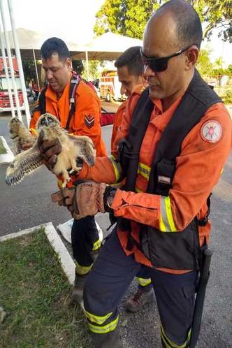 Com a proximidade do fogo, filhotes de coruja abandonaram ninho(foto: Corpo de bombeiros/Divulgação) Com a proximidade do fogo, filhotes de coruja abandonaram ninho(foto: Corpo de bombeiros/Divulgação)
