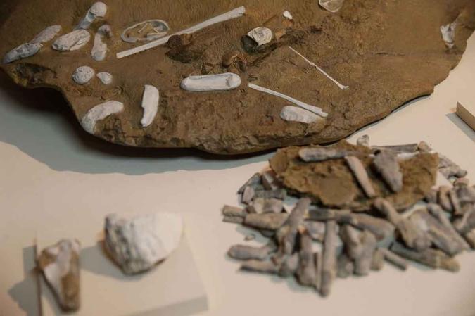 Pesquisadores brasileiros apresentam réplicas de descobertas de ovos e fósseis de pterossauros encontrados no noroeste da ChinaFernando Frazão/Agência Brasil Pesquisadores brasileiros apresentam réplicas de descobertas de ovos e fósseis de pterossauros encontrados no noroeste da ChinaFernando Frazão/Agência Brasil