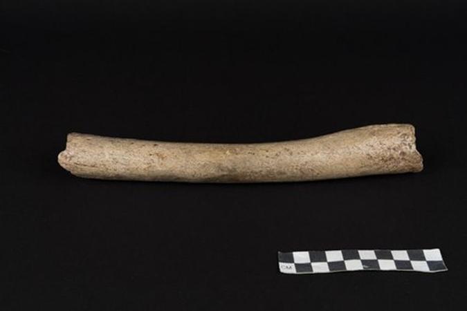 O osso estudado tem 124 mil anos: cientistas fizeram a análise mitocondrial de um dos mais antigos exemplares neandertais(foto: Oleg Kuchar © Photo Museum Ulm/Divulgação ) O osso estudado tem 124 mil anos: cientistas fizeram a análise mitocondrial de um dos mais antigos exemplares neandertais(foto: Oleg Kuchar © Photo Museum Ulm/Divulgação )