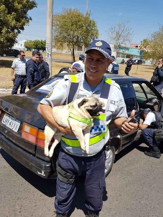 A PM seguiu o carro usado no crime na DF-001, onde houve a abordagem e a recuperação do animal(foto: Divulgação/PMDF) A PM seguiu o carro usado no crime na DF-001, onde houve a abordagem e a recuperação do animal(foto: Divulgação/PMDF)