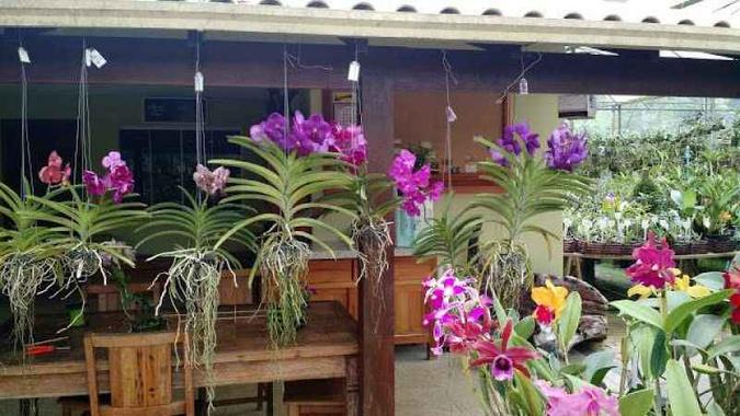 O Caliman é parada obrigatória para os amantes das orquídeas(foto: Orquidário Caliman/Divulgação) O Caliman é parada obrigatória para os amantes das orquídeas(foto: Orquidário Caliman/Divulgação)