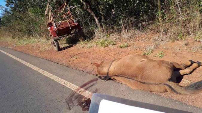 Cavalo morto após ser atropelado: donos dos bichos também têm culpa(foto: PMDF/Divulgação) Cavalo morto após ser atropelado: donos dos bichos também têm culpa(foto: PMDF/Divulgação)