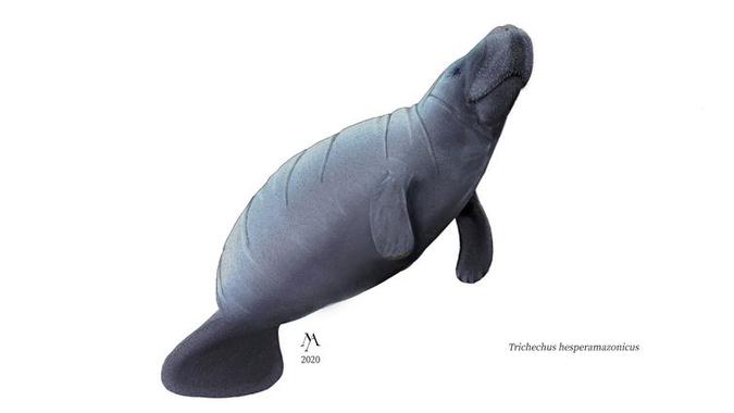 Ilustração do extinto Trichechus hesperamazonicus.(foto: Iustração de Marco Anacleto/Centro de Coleções Taxonômicas do ICB UFMG) Ilustração do extinto Trichechus hesperamazonicus.(foto: Iustração de Marco Anacleto/Centro de Coleções Taxonômicas do ICB UFMG)
