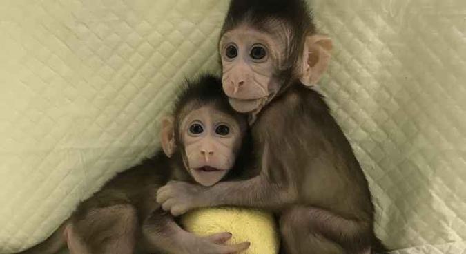 Zhong Zhong e Hua Hua se alimentam e crescem conforme o esperado(foto: iang Sun e Mu-ming Poo/Chinese Academy of Sciences) Zhong Zhong e Hua Hua se alimentam e crescem conforme o esperado(foto: iang Sun e Mu-ming Poo/Chinese Academy of Sciences)
