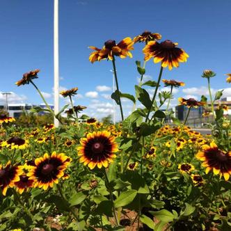 Tempo em Brasília terá sol claro, sol e muito calor. Termômetros marcam até 31º C(foto: Adriana Bernardes/CB/D.A Press) Tempo em Brasília terá sol claro, sol e muito calor. Termômetros marcam até 31º C(foto: Adriana Bernardes/CB/D.A Press)