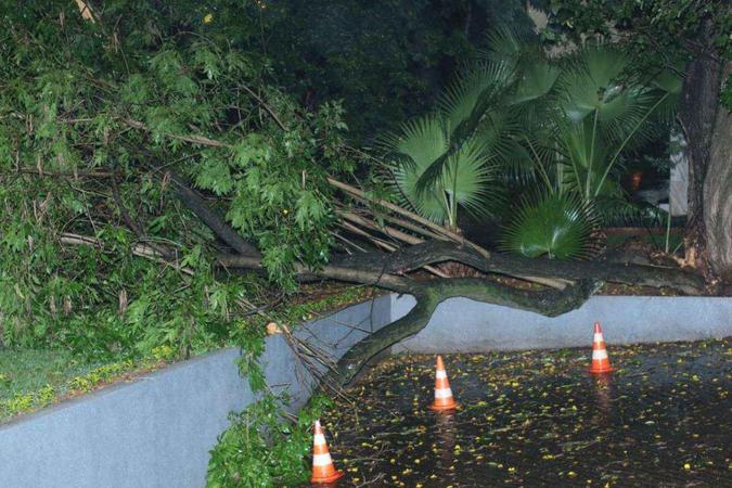 (foto: Na SQS 308, chuva derrubou galhos) (foto: Na SQS 308, chuva derrubou galhos)